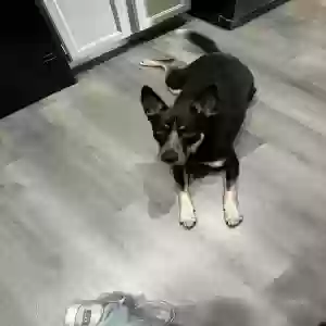 adoptable Dog in Glendale, AZ named Milo