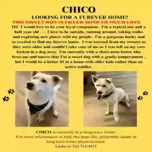 adoptable Dog in Pleasanton, CA named Chico