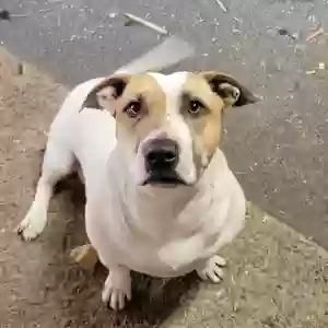 adoptable Dog in Sylmar, CA named Rocky