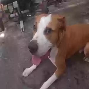 adoptable Dog in Pompano Beach, FL named Kiko