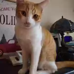 adoptable Cat in Sun City, CA named Golden