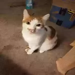 adoptable Cat in Tujunga, CA named Bubbles