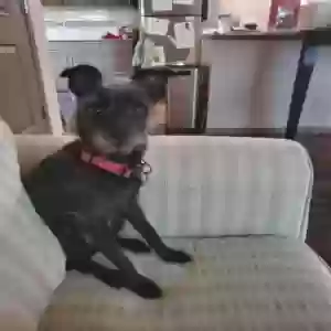 adoptable Dog in Mesa, AZ named Cha Cha