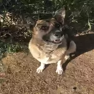 adoptable Dog in Arcata, CA named Berlin
