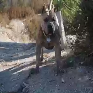 adoptable Dog in Moreno Valley, CA named Mira