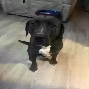 adoptable Dog in Birmingham, AL named Sora
