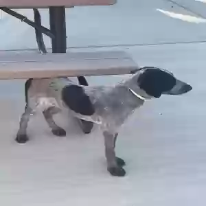 adoptable Dog in Yoakum, TX named Luke