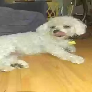 adoptable Dog in Perris, CA named Teddy