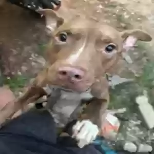 adoptable Dog in Gilbert, AZ named Zeus