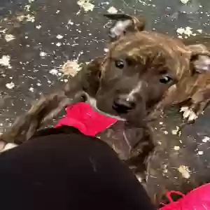 adoptable Dog in Alpharetta, GA named Blessing