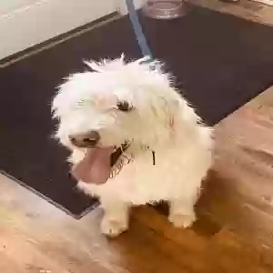 adoptable Dog in Ogden, UT named Marshmallow