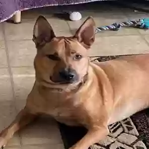 adoptable Dog in Tavares, FL named Nelson