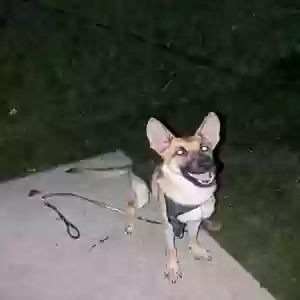 adoptable Dog in Merrillville, IN named Phoenix