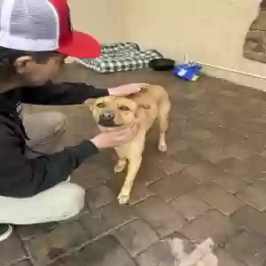 adoptable Dog in Chandler, AZ named Koa