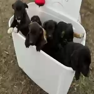 adoptable Dog in Walnut, MS named 8 puppies