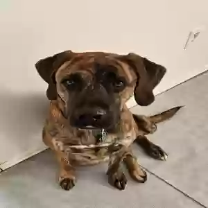 adoptable Dog in Wichita, KS named Bowzer