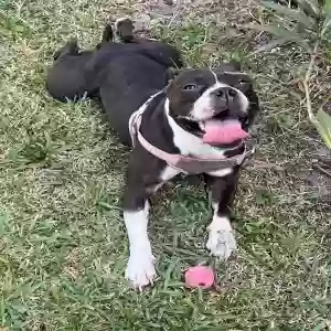 adoptable Dog in Port Saint Lucie, FL named Luna
