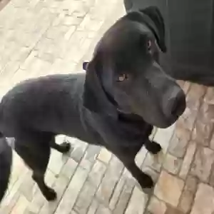 adoptable Dog in Conroe, TX named Vera
