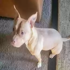 adoptable Dog in Lithonia, GA named Bella