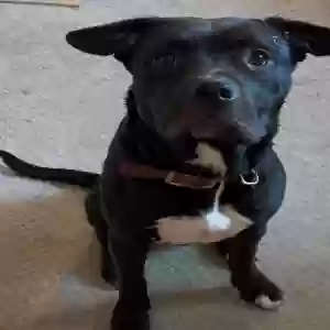 adoptable Dog in Marietta, GA named Pepper