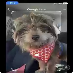 adoptable Dog in Lomita, CA named Kamila