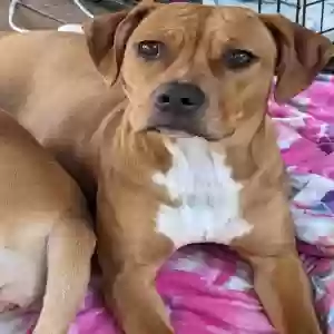adoptable Dog in Marietta, GA named Penny