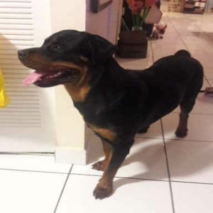 adoptable Dog in Miami, FL named Zeus