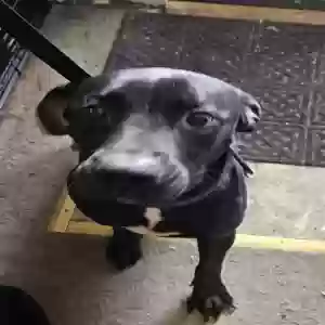 adoptable Dog in Dravosburg, PA named Al Pacino and Robert DeNiro
