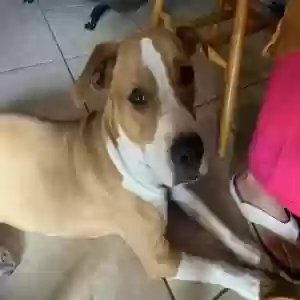 adoptable Dog in Winter Haven, FL named Bella