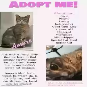 adoptable Cat in Spring, TX named Amore