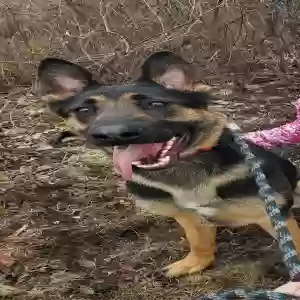 adoptable Dog in Channahon, IL named Floki