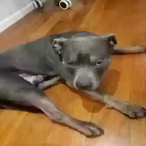 adoptable Dog in Bronx, NY named Capone