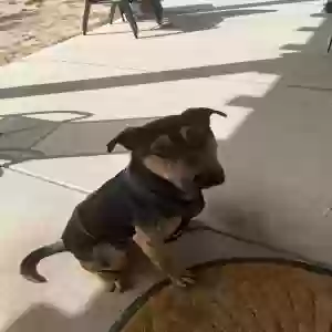 adoptable Dog in Apple Valley, CA named Kenai