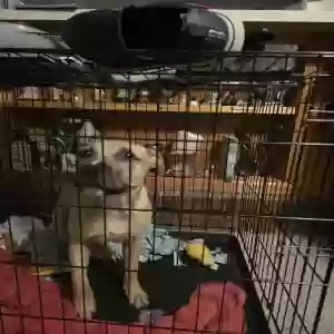 adoptable Dog in Columbus, GA named Dusty