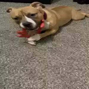 adoptable Dog in Petersburg, VA named Milly