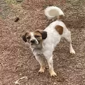adoptable Dog in Macon, GA named Buddy