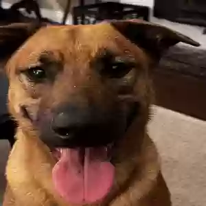 adoptable Dog in Lacey, WA named Luna
