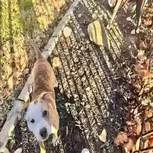 adoptable Dog in Clarksville, TN named Bren