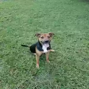 adoptable Dog in Dade City, FL named Stella