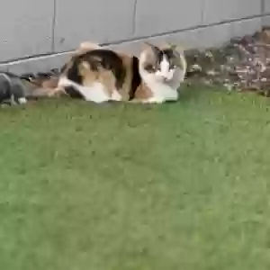 adoptable Cat in Glendale, AZ named Mimi