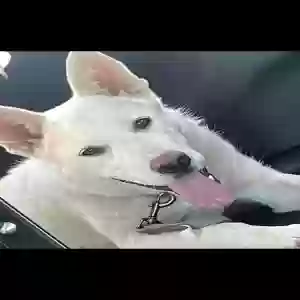 adoptable Dog in Apple Valley, CA named Koda