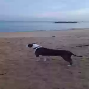 adoptable Dog in Virginia Beach, VA named Clare