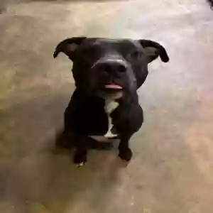 adoptable Dog in Marietta, GA named Lolo