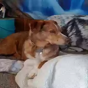 adoptable Dog in Chino Valley, AZ named Egypt