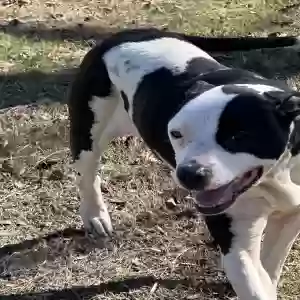 adoptable Dog in Huntsville, AL named Belle