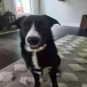 adoptable Dog in Villa Rica, GA named Murphy
