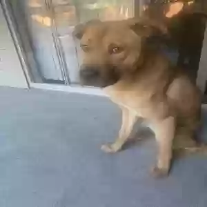 adoptable Dog in Richardson, TX named Basil