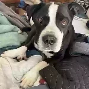 adoptable Dog in Perris, CA named Jack
