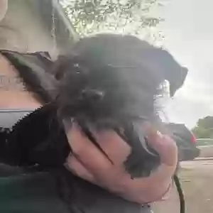 adoptable Dog in Mesa, AZ named BABY
