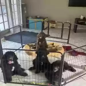 adoptable Dog in Pompano Beach, FL named Puppies re home